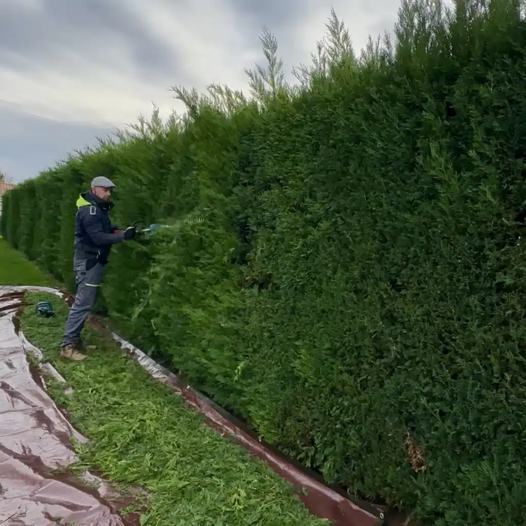 Accueil 1 - Le Joncour Espace Vert Entretien d'espaces verts en Vendée : Jardinier à Saint-Martin-des-Noyers, Le Joncour Espace Vert taillant une haie proprement avec une bâche au sol.