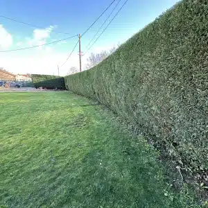 Accueil 5 - Le Joncour Espace Vert Entretien de pelouse impeccable en Vendée. Résultat après la taille soignée d'une haie de bord de rue par les paysagistes de Le Joncour Espace Vert.